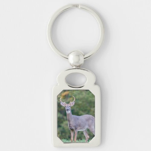 Beautiful White_tailed Buck Deer in Field      Keychain