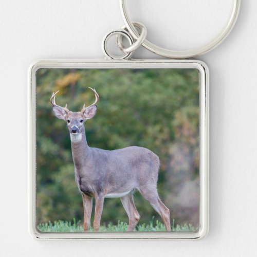 Beautiful White_tailed Buck Deer in Field     Keychain