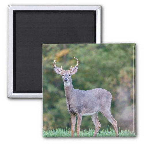 Beautiful White_tailed Buck Deer in Field         Magnet