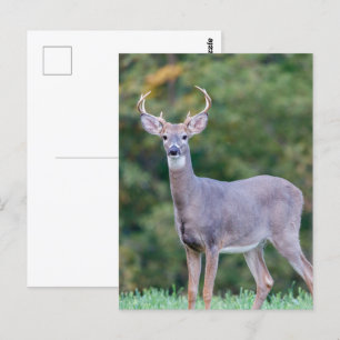 Beautiful White-tailed Buck Deer in Field       Postcard