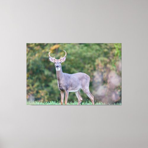 Beautiful White_tailed Deer in Field   Canvas Print