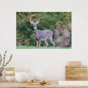Beautiful White-tailed Deer in Field Poster