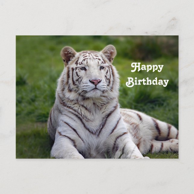 Beautiful White Tiger Photo Birthday Postcard (Front)