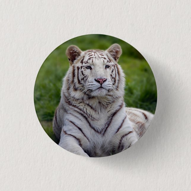 Beautiful White Tiger Photo Button (Front)
