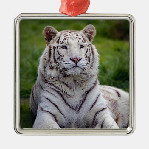 Beautiful White Tiger Photo Metal Ornament