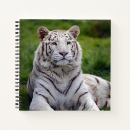 Beautiful White Tiger Photo Notebook