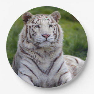 Beautiful White Tiger Photo Paper Plates