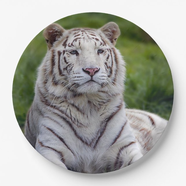 Beautiful White Tiger Photo Paper Plates (Front)