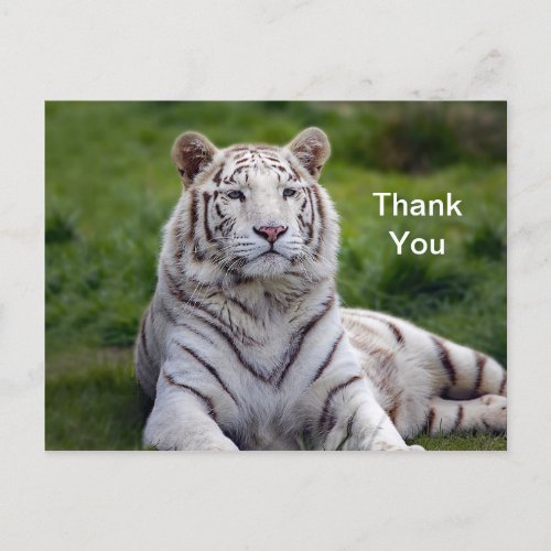 Beautiful White Tiger Photo Thank You Postcard