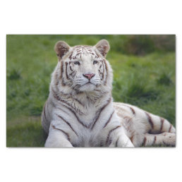 Beautiful White Tiger Photo Tissue Paper