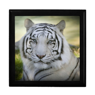 Beautiful White Tiger (v2) Gift Box