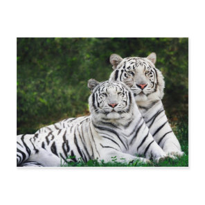 Beautiful White Tigers Postcard