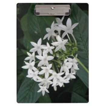 Beautiful White Tropical Flowers Clipboard by Fallen_Angel_483 at Zazzle
