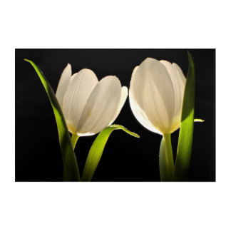 Beautiful White Tulips on black Background Acrylic Print