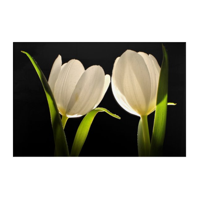 Beautiful White Tulips on black Background Acrylic Print (Front)