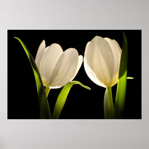 Beautiful White Tulips on black Background Poster