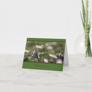 Beautiful White Wood Anemones Card
