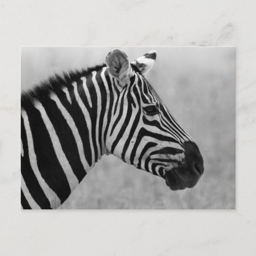 Beautiful wild black and white zebra design postcard