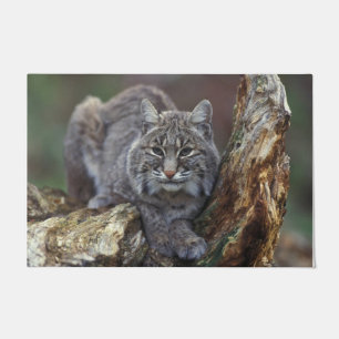 Beautiful Wild Bobcat Photo Doormat