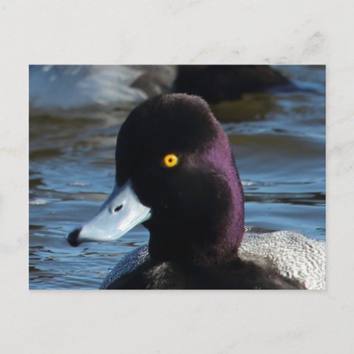 Beautiful Wild Duck _ Lesser Scaup Drake Postcard