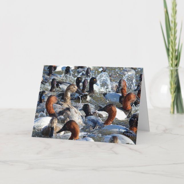 Beautiful Wild Ducks - Canvasbacks and Scaup Card (Front)