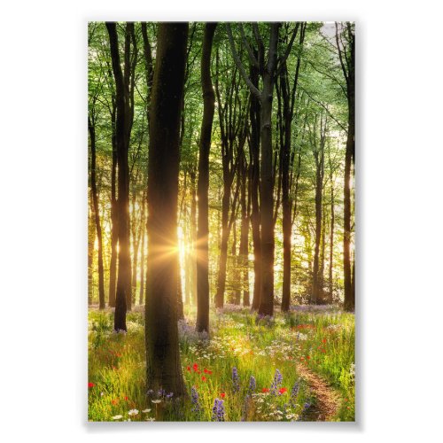 Beautiful wild flower woodland path  dawn sunrise photo print