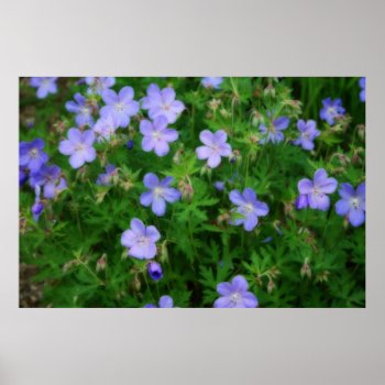 Beautiful Wild Geraniums Poster by kkphoto1 at Zazzle