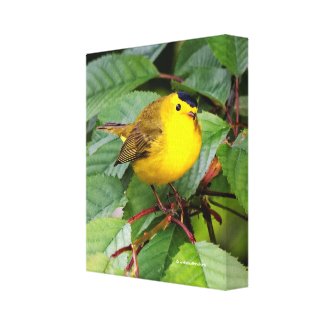 Beautiful Wilson's Warbler in the Cherry Tree Canvas Print