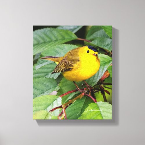 Beautiful Wilsons Warbler in the Cherry Tree Canvas Print