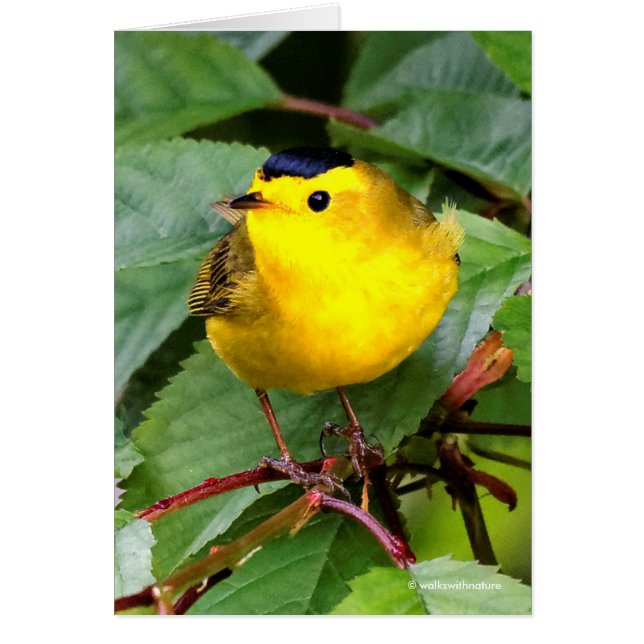 Beautiful Wilson's Warbler in the Cherry Tree Cards (Front)