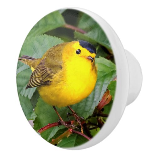 Beautiful Wilsons Warbler in the Cherry Tree Ceramic Knob