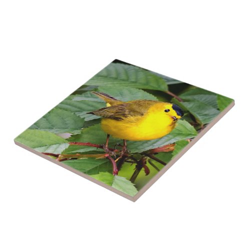 Beautiful Wilsons Warbler in the Cherry Tree Ceramic Tile