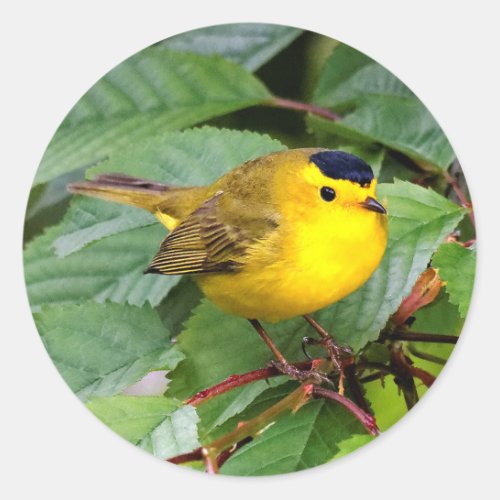 Beautiful Wilsons Warbler in the Cherry Tree Classic Round Sticker