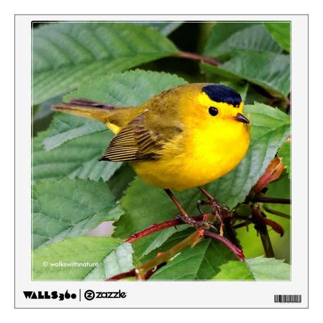 Beautiful Wilson's Warbler in the Cherry Tree Wall Decal (Front)