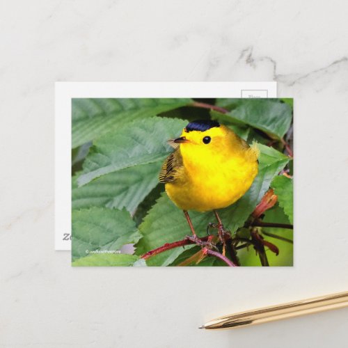 Beautiful Wilsons Warbler Songbird in Cherry Tree Postcard