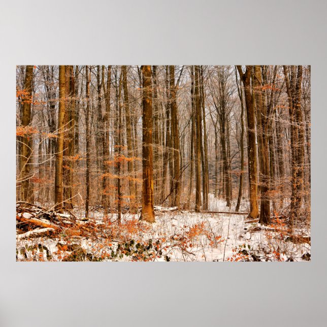Beautiful Winter Forest with Snow Poster (Front)