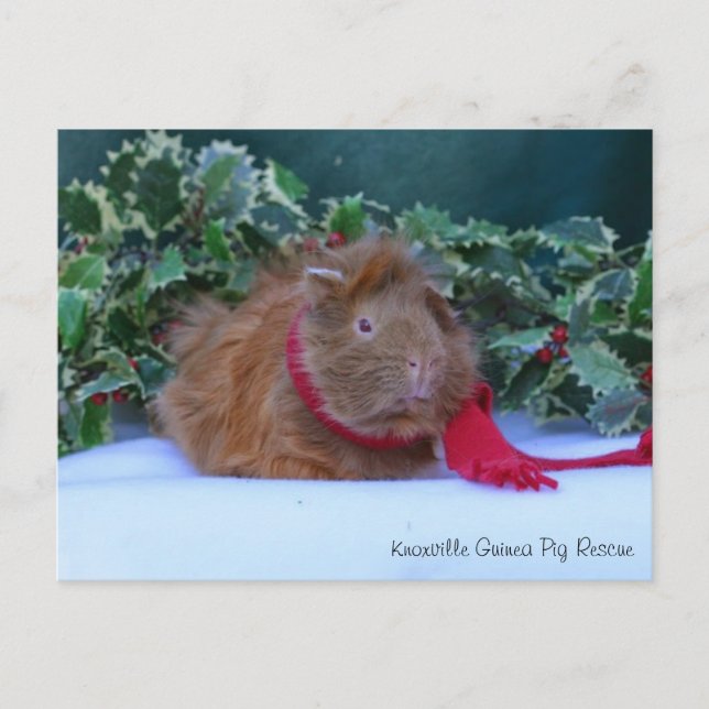 Beautiful Winter Guinea Pig Postcard (Front)