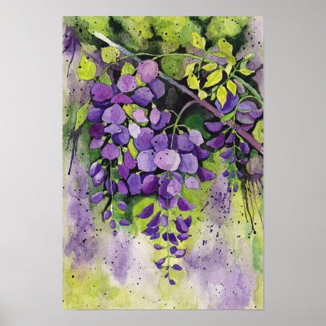 Beautiful Wisteria Flowers In Watercolor   Poster (Front)