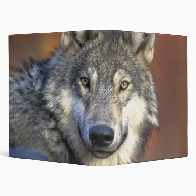 Beautiful Wolf Binder (Background)