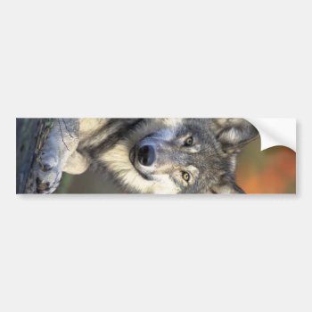 Beautiful Wolf Bumper Sticker by Argos_Photography at Zazzle