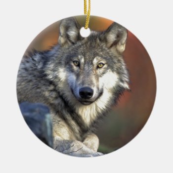 Beautiful Wolf Ceramic Ornament by Argos_Photography at Zazzle