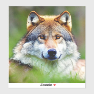 Beautiful Wolf head Painting  Sticker
