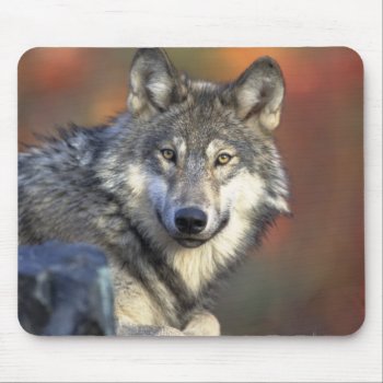 Beautiful Wolf Mouse Pad by Argos_Photography at Zazzle