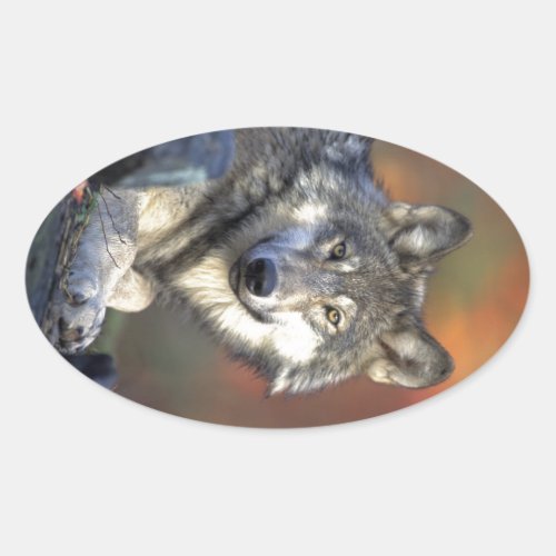 Beautiful Wolf Oval Sticker