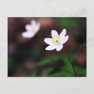 Beautiful Wood Anemone Flower Postcard