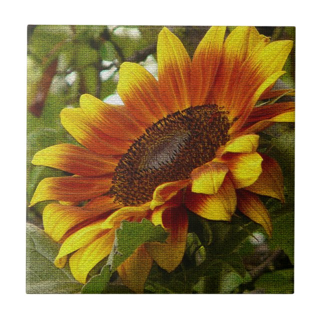 Beautiful Yellow and Orange Sunflower Ceramic Tile (Front)