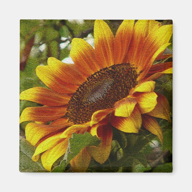 Beautiful Yellow and Orange Sunflower Magnet (Front)