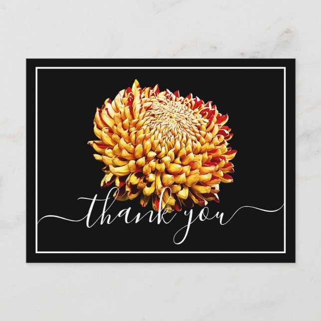 Beautiful Yellow And Red Chrysanthemum Thank You Postcard (Front)