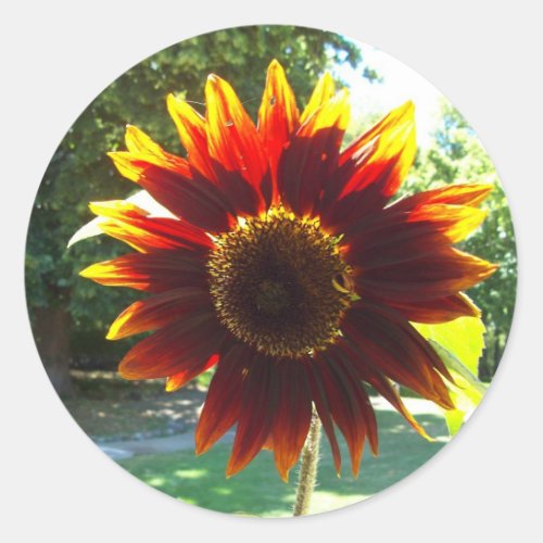 Beautiful Yellow and Red Sunflower Sticker