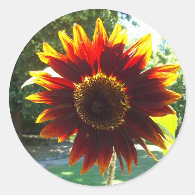 Beautiful Yellow and Red Sunflower Sticker (Front)